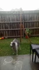 Dog Joyfully Leaps Up to Catch Raindrops During Melbourne Storm
