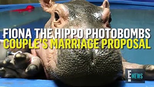 Fiona The Hippo Engagement Photo Video Dailymotion