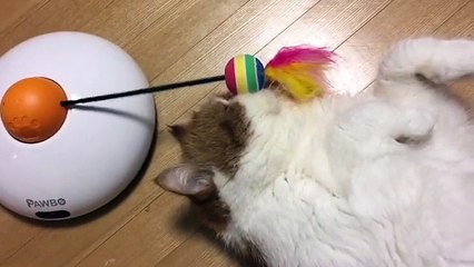 En novembre même les chats dépriment... La preuve