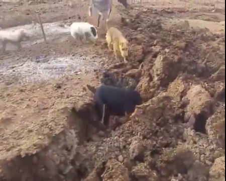 Un champ infesté de rats, nettoyé par une meute de chiens très efficaces