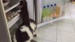 Ce duo de cambrioleurs de frigo est magique : chien et chat