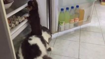 Ce duo de cambrioleurs de frigo est magique : chien et chat