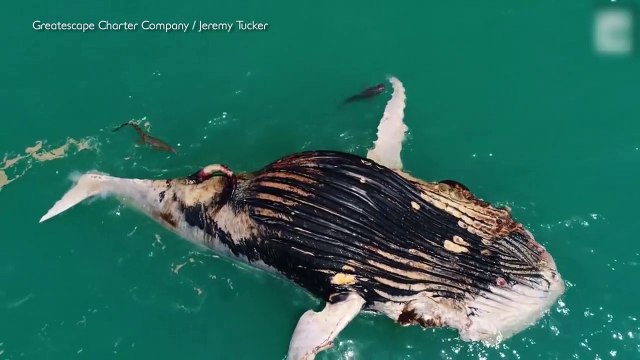 Cảnh tượng hãi hùng khi thấy xác cá voi nổi lềnh bềnh trên biển