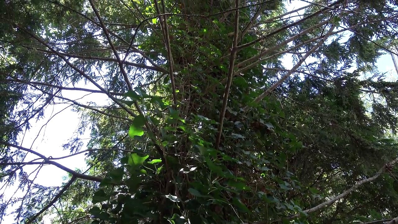 Sony RX100 IV Review - Pocket 4K!-cx20nTPZjes