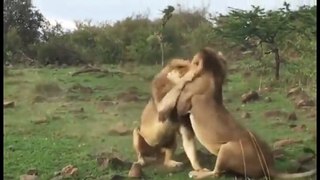 Stop! That's MY Pussy!