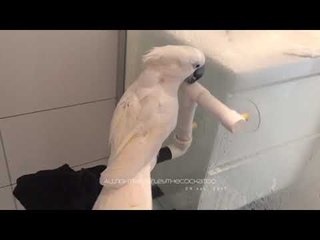 下载视频: Harley the Cockatoo Loves her Shower