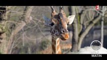 Faune - Les girafes du zoo de Vincennes