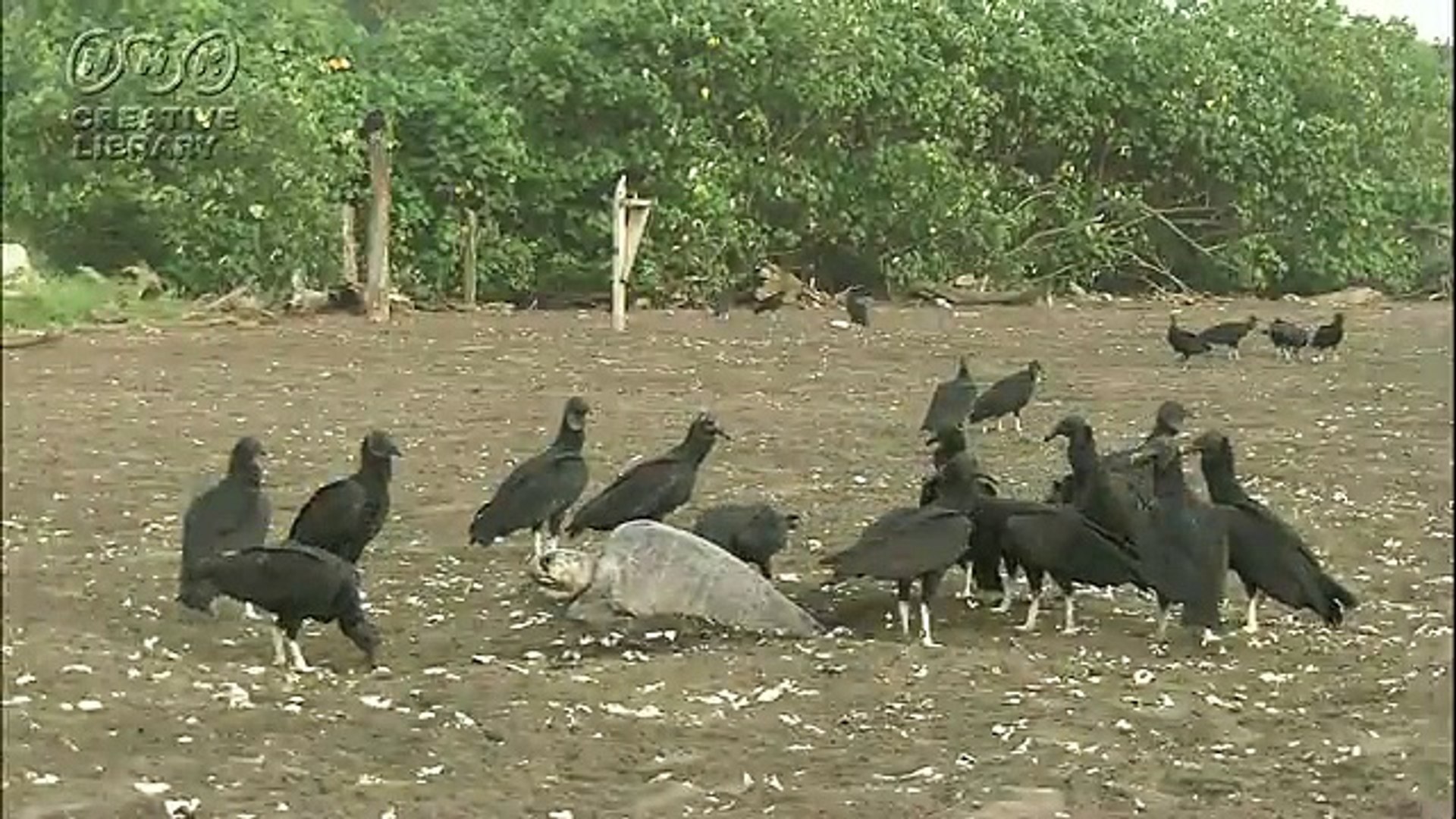 三宅弘一 ウミガメの天敵 動画 Dailymotion