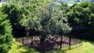 They Built A Fence Around This Tree Decades Ago, And Touching It Will Land You In A World