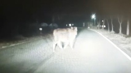 한밤중 집 나간 송아지 잡느라 시골 마을 한바탕 '소동' / YTN