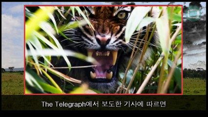 호랑이 vs 코끼리 충격적인 동영상 호랑이의 재평가