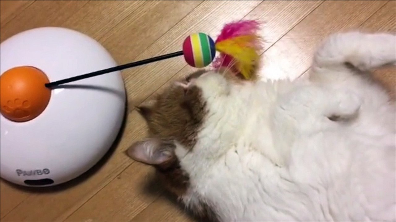 Quand ton chat est imperturbable !