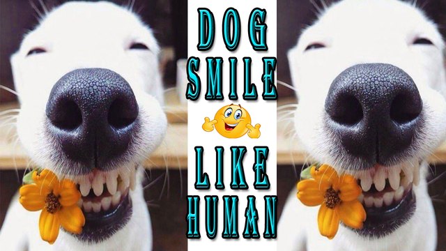 Dog Smile Like Human,dog smile trick,Funny Dog Video 2017,cute n funny video 2017
