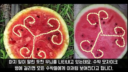 ‘수박 모자이크 병’에 걸린 수박을 먹으면 절대 안되는 이유