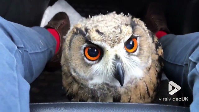 Cette chouette est posée à l'avant de la voiture entre les jambes du passager !