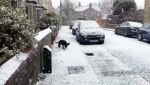 Première fois que ce chien voit la neige.. il devient fou de bonheur !