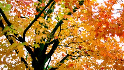 MY FUNNY VALENTINE...LOVELY PATTY