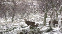 Red deer stags shelter in Highlands during snowfall