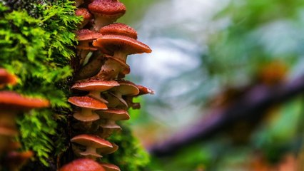 Ganoderma para todos
