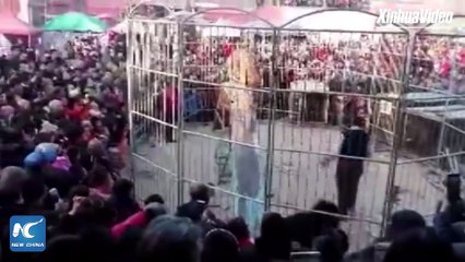 Un tigre sème la panique en s'échappant de sa cage