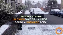 Un chien voit la neige pour la première fois