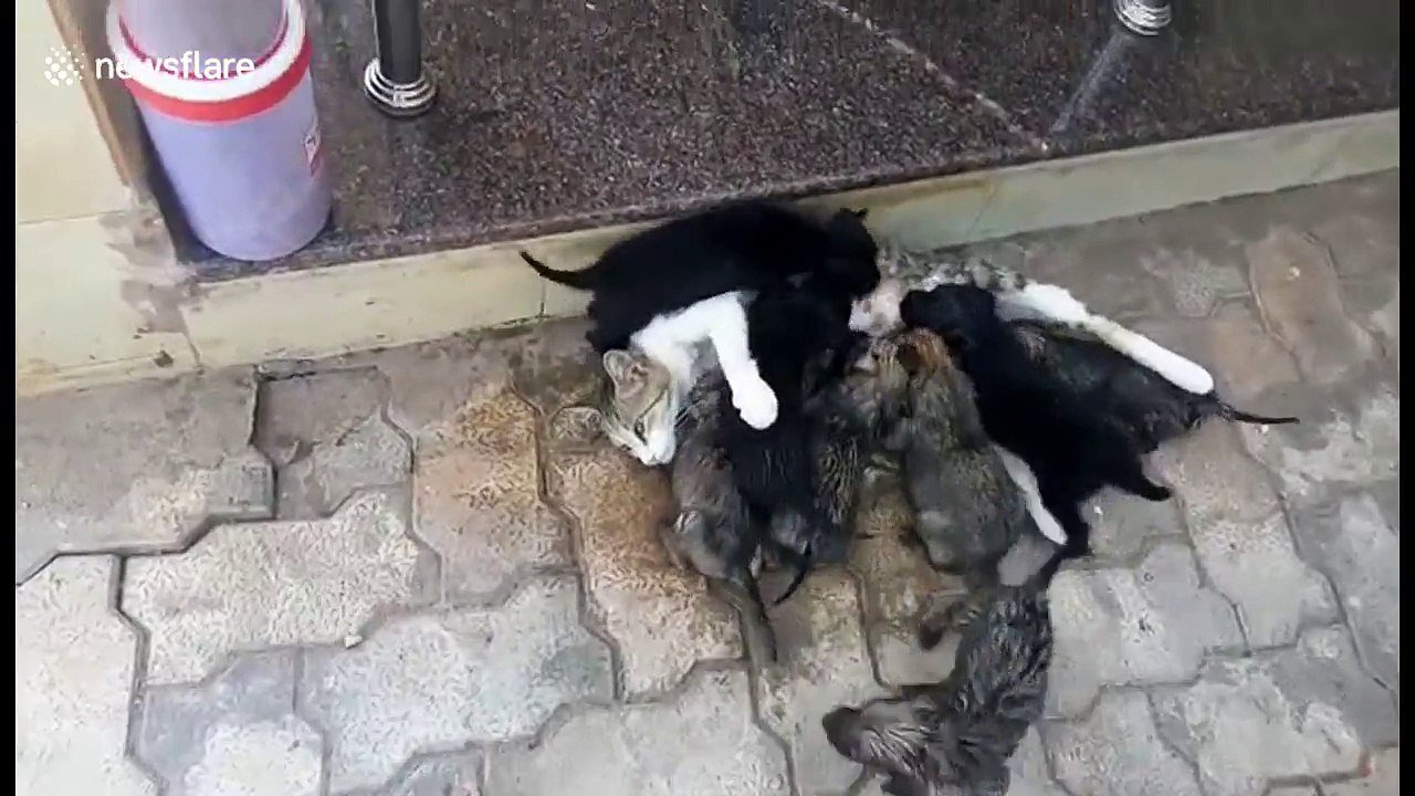 Generous cat gives milk to arch rival dog's pups