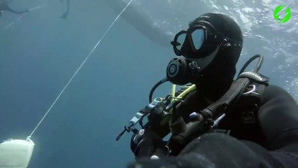 Interaction avec un requin peau bleue