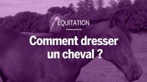 Comment fait-on pour dresser un cheval ?