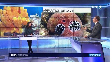 Sciences : l'éponge serait notre plus lointain ancêtre