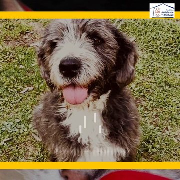 VIDEO. Venez adopter un nouveau compagnon au refuge de Carros