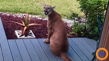 Un enfant croit apercevoir un chien par la fenêtre, mais la réalité est tout autre