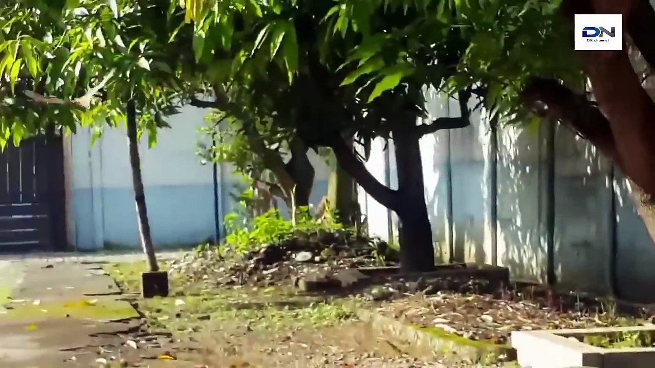 Amazing Ants vs Snake Fights Best Attack of Snake and Animals 놀라운 개미 대 뱀 싸움