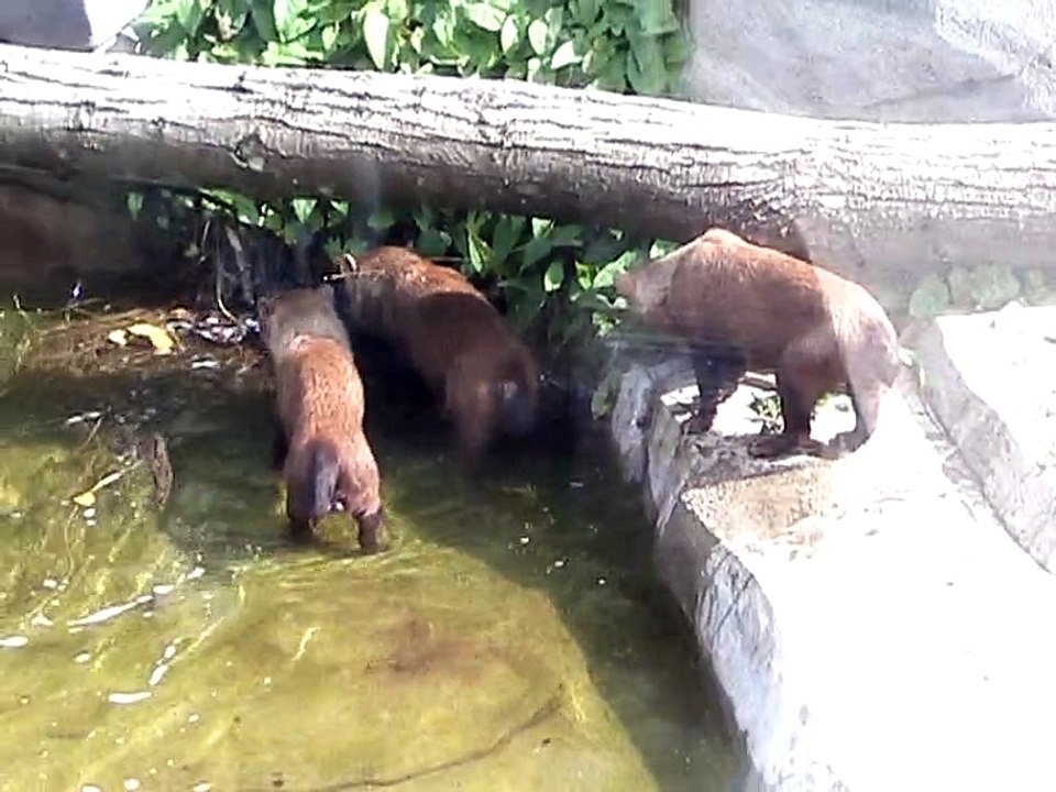 Vincennes-Zoo-Chiens des buissons