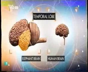 Cerebro de elefante: Inteligencia animal