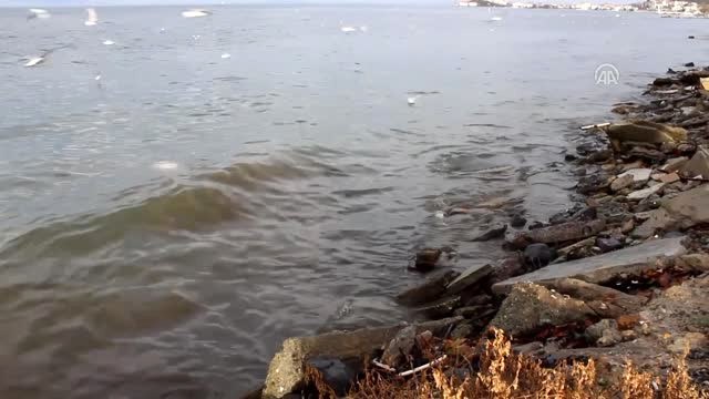 Dev Orkinos Kıyıya Vurdu