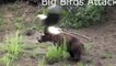 Crazy Animals Attack Big Birds | Best Funny Animals Attacks Whatsapp Fails