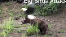 Crazy Animals Attack Big Birds | Best Funny Animals Attacks Whatsapp Fails