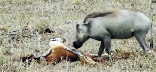야생 멧돼지 붙잡힌 곳에 따라 운명 갈린다 / YTN (Yes! Top News)