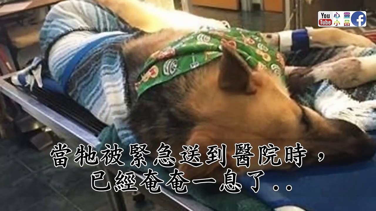主人剛救了一隻德國狼犬回家，隔天突然發狂撲向小女兒！當眾人見狀衝上前想阻止時竟看到讓人心碎的畫面！【心靈小品】