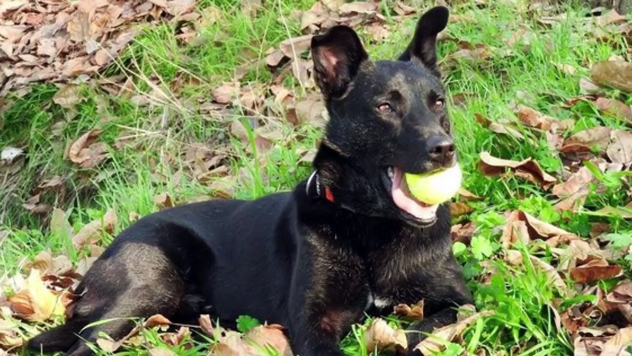 Woman Gives This Dog A Place To Die, But What Happens Next Is Something Incredible!