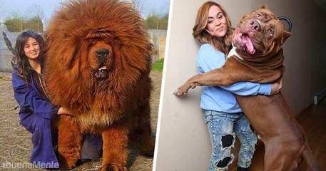 Top 10 Perros Más Grandes Del Mundo