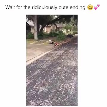 MALI DJEČAK JE PAO S BICIKLA: Kada vidite ko mu dolazi u POMOĆ, ostat ćete bez riječi !