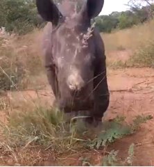 Los rinocerontes pueden ser muy juguetones y cariñosos de pequeños