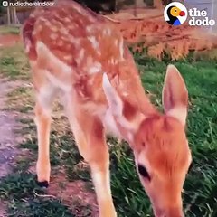 Baby Deer Brings Happiness To Everyone He Meets