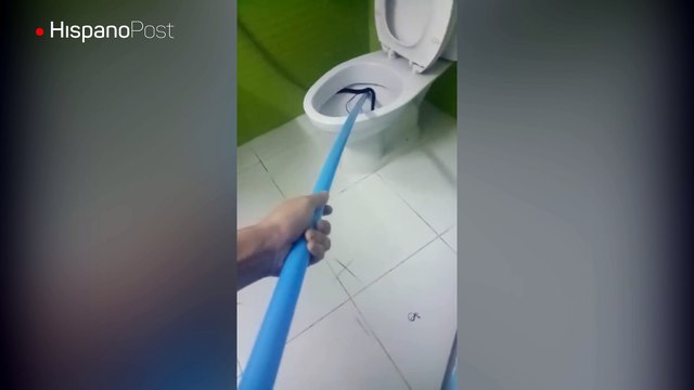 Ir al baño en Tailandia es peligroso, pues te puede salir una serpiente de la poceta