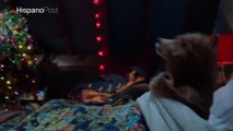 El oso Paddington protagoniza el comercial de Navidad de una reconocida cadena británica