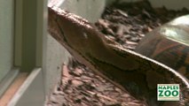 Ce python réticulé est immense : 6m pour 100kg - Zoo de Naples