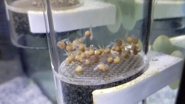 Assistez à l'éclosion de ces oeufs de poissons Cichlidae : timelapse magnifique