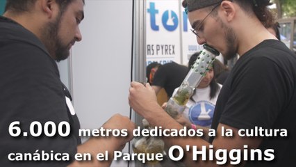 Inicia en Chile Expoweed, la feria de cannabis más grande de A. Latina