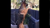 Funniest & Cutest German Shepherd Videos #15 - Compilation 2017